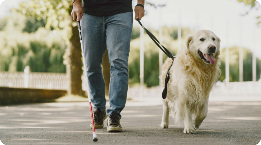 Mann mit Blindenstock und Golden Retriever im Park spazierend. Hund schaut glücklich. Hintergrund grüne Bäume und Sonnenschein.