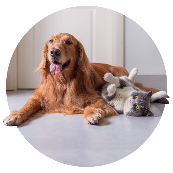 Un chien et un chat sont allongés ensemble sur le sol.
