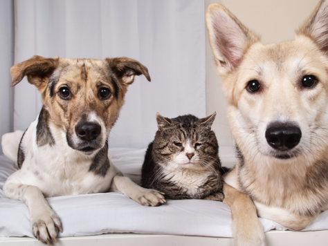 Deux chiens et un chat sont allongés sur le sol.