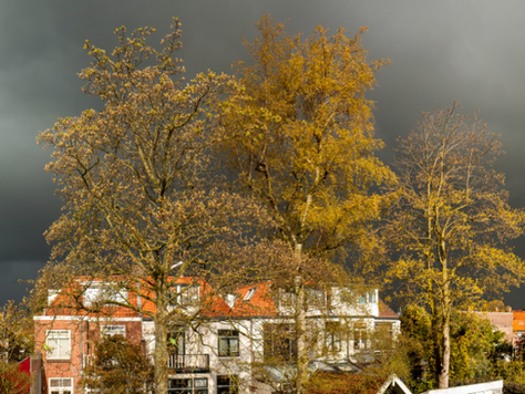 Ciel sombre, feuilles d’automne et maisons en arrière-plan