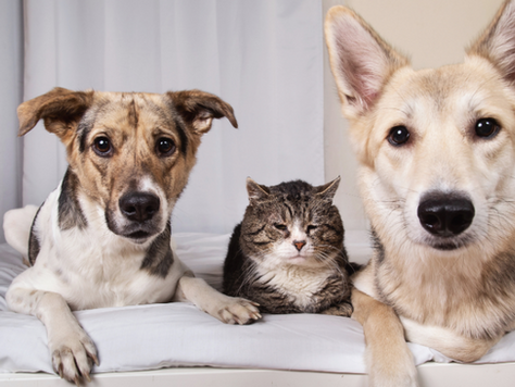 Due cani e un gatto sono sdraiati sul pavimento.